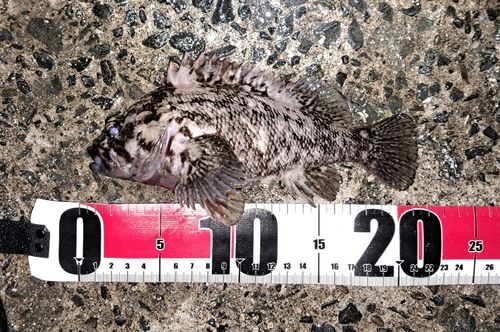 ムラソイの釣果