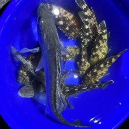 セイゴ（タイリクスズキ）