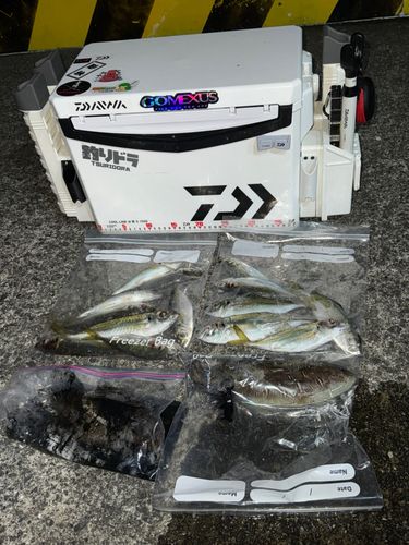 モンゴウイカの釣果