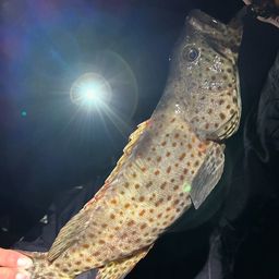 チャイロマルハタ