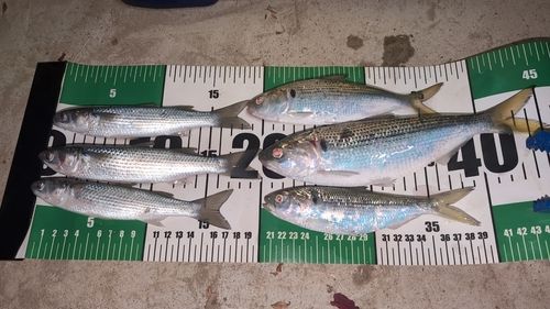 碧南海釣り公園