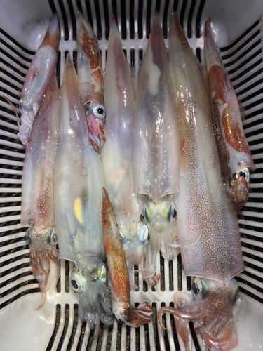 ヤリイカの釣果