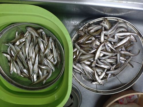 ワカサギの釣果