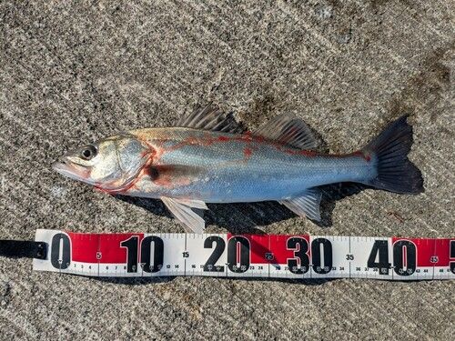 セイゴ（タイリクスズキ）の釣果