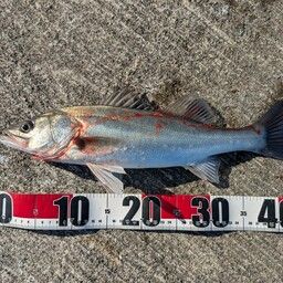 セイゴ（タイリクスズキ）