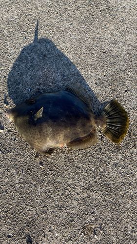 カワハギの釣果