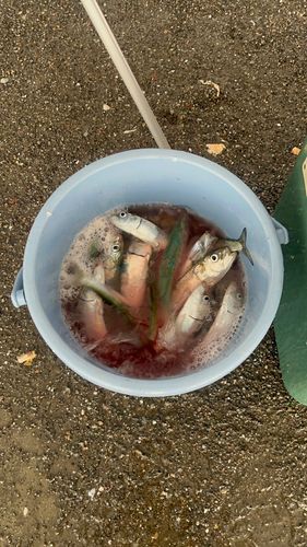 イワシの釣果
