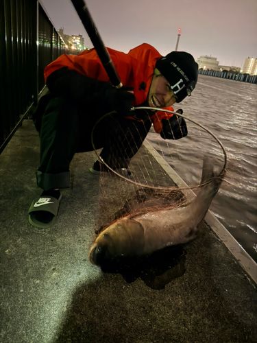 ハクレンの釣果