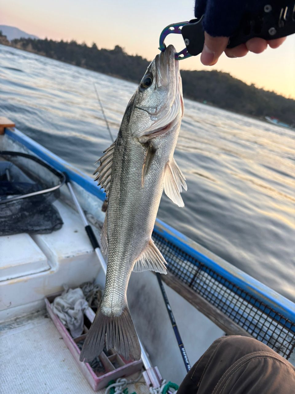 セイゴ（マルスズキ）