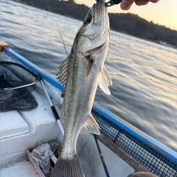 セイゴ（マルスズキ）