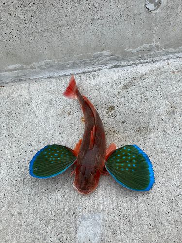 ホウボウの釣果