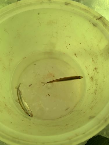 ワカサギの釣果