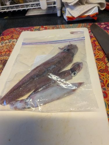 ヤリイカの釣果