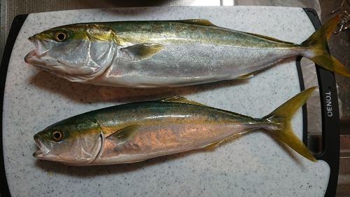 コズクラの釣果