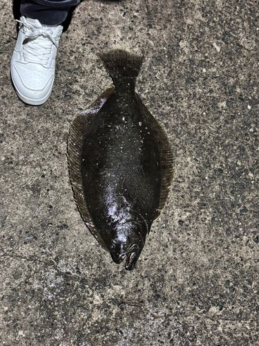 ヒラメの釣果