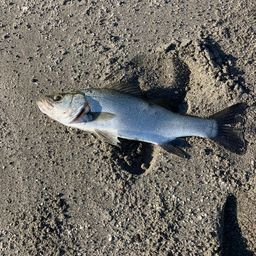 セイゴ（ヒラスズキ）