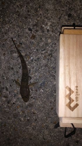 碧南海釣り公園