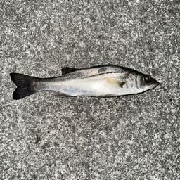 セイゴ（ヒラスズキ）