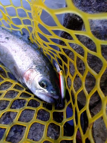 レインボートラウトの釣果