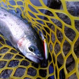 レインボートラウト