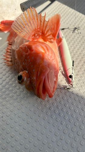 ウッカリカサゴの釣果