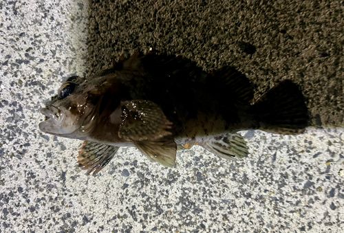 ムラソイの釣果