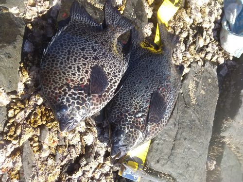 イシガキダイの釣果