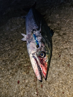 サワラの釣果
