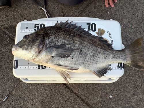 クロダイの釣果