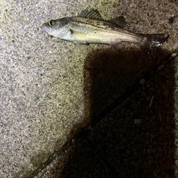 セイゴ（ヒラスズキ）