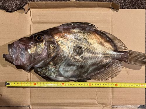 マトウダイの釣果