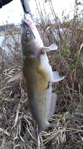 アメリカナマズの釣果