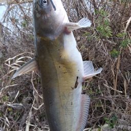 アメリカナマズ