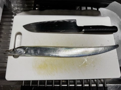 タチウオの釣果