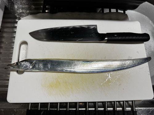 タチウオの釣果