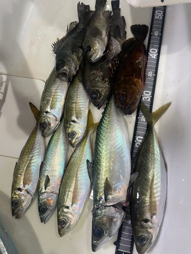 アジの釣果