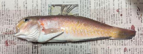 シロアマダイの釣果