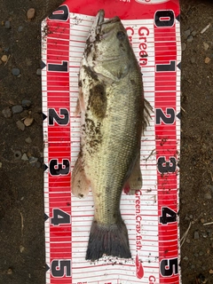 ラージマウスバスの釣果