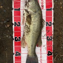 ラージマウスバス