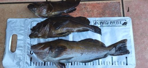 アイナメの釣果