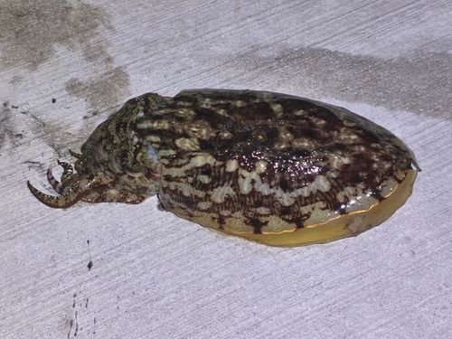 コウイカの釣果