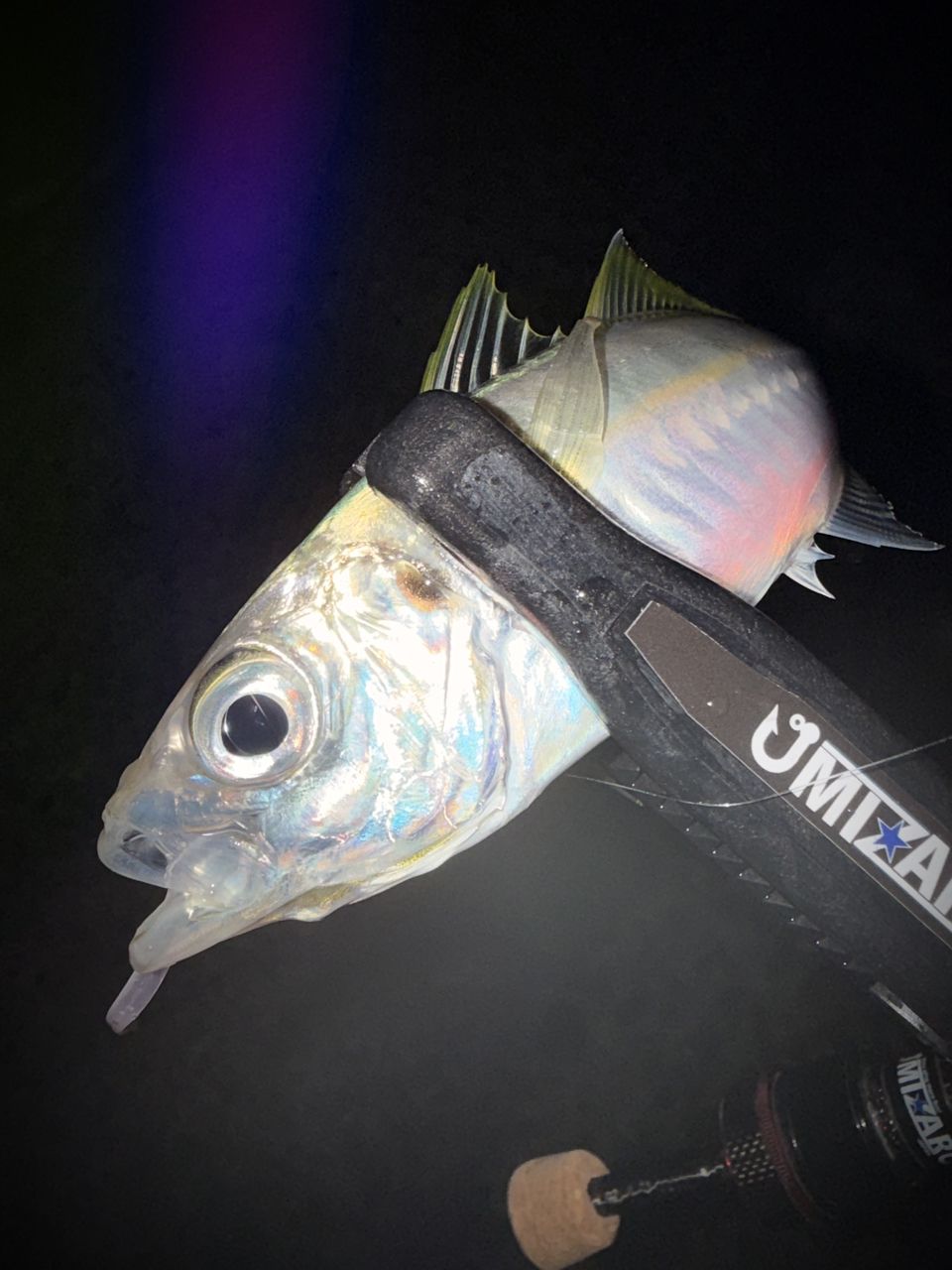 SHIMANO 19ヴァンキッシュ 1000SSSPGの最安値・インプレ・釣果 | 本音