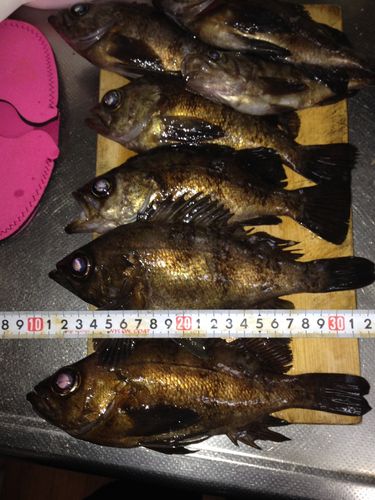 メバルの釣果