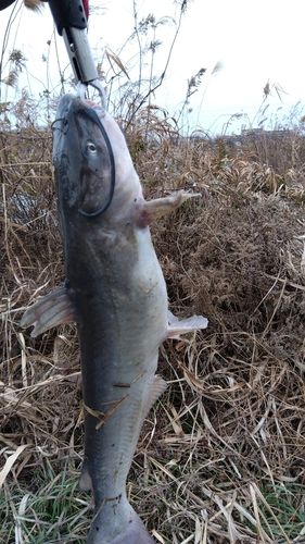 アメリカナマズの釣果