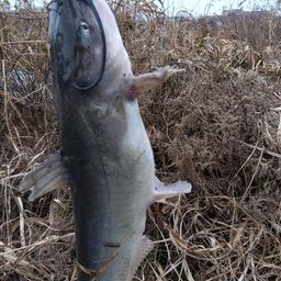 アメリカナマズ