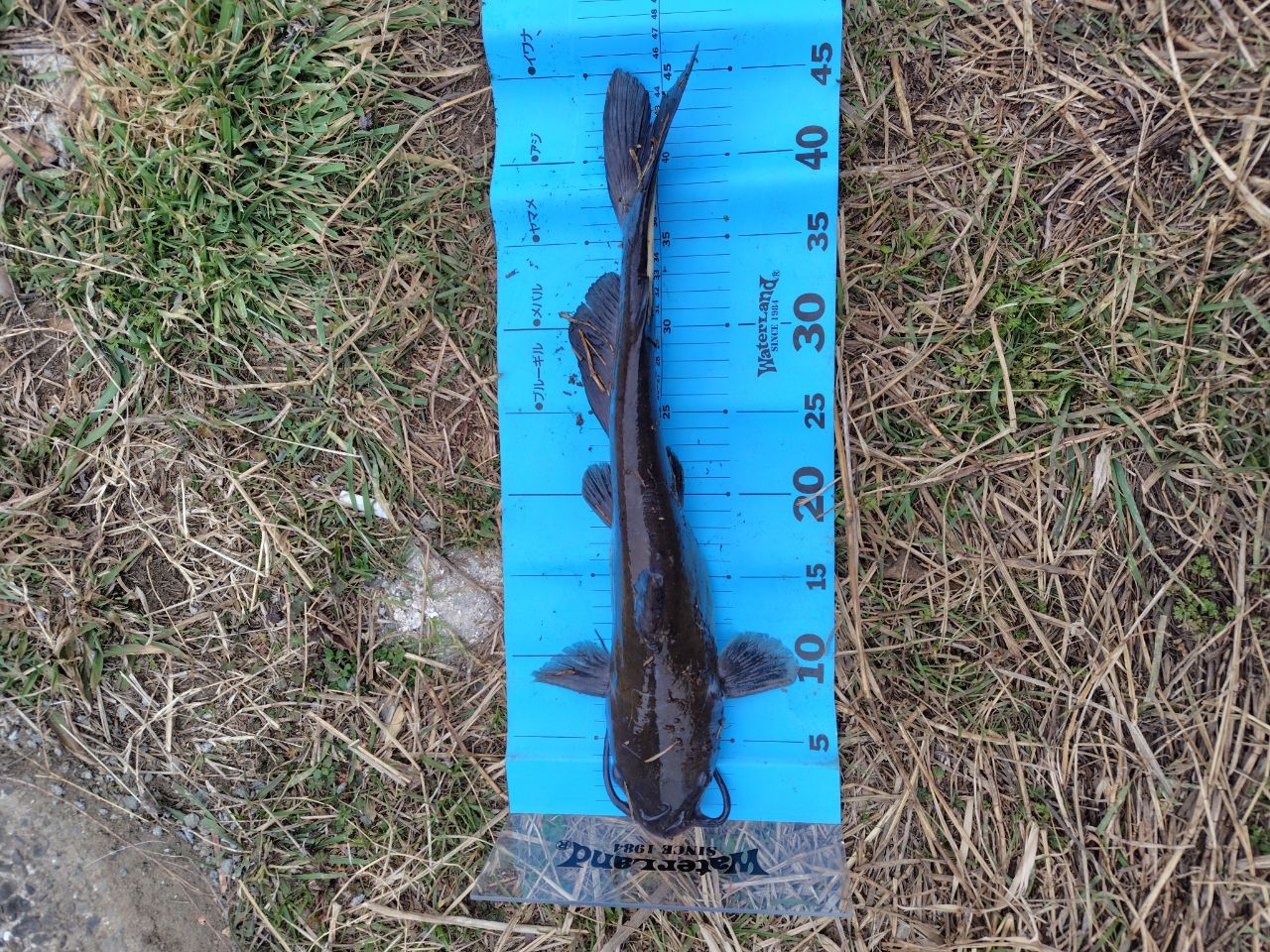 アメリカンキャットフィッシュ