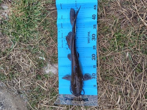 アメリカンキャットフィッシュの釣果