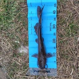 アメリカンキャットフィッシュ