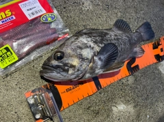 クロソイの釣果