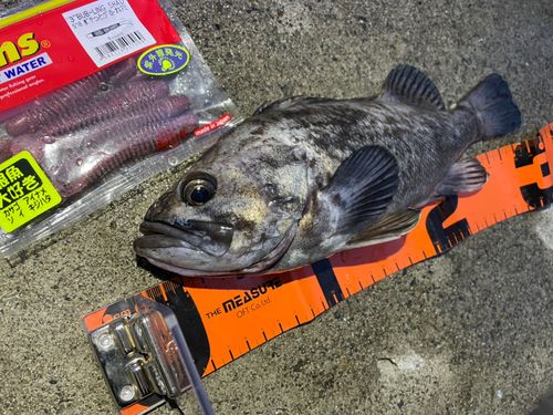 クロソイの釣果